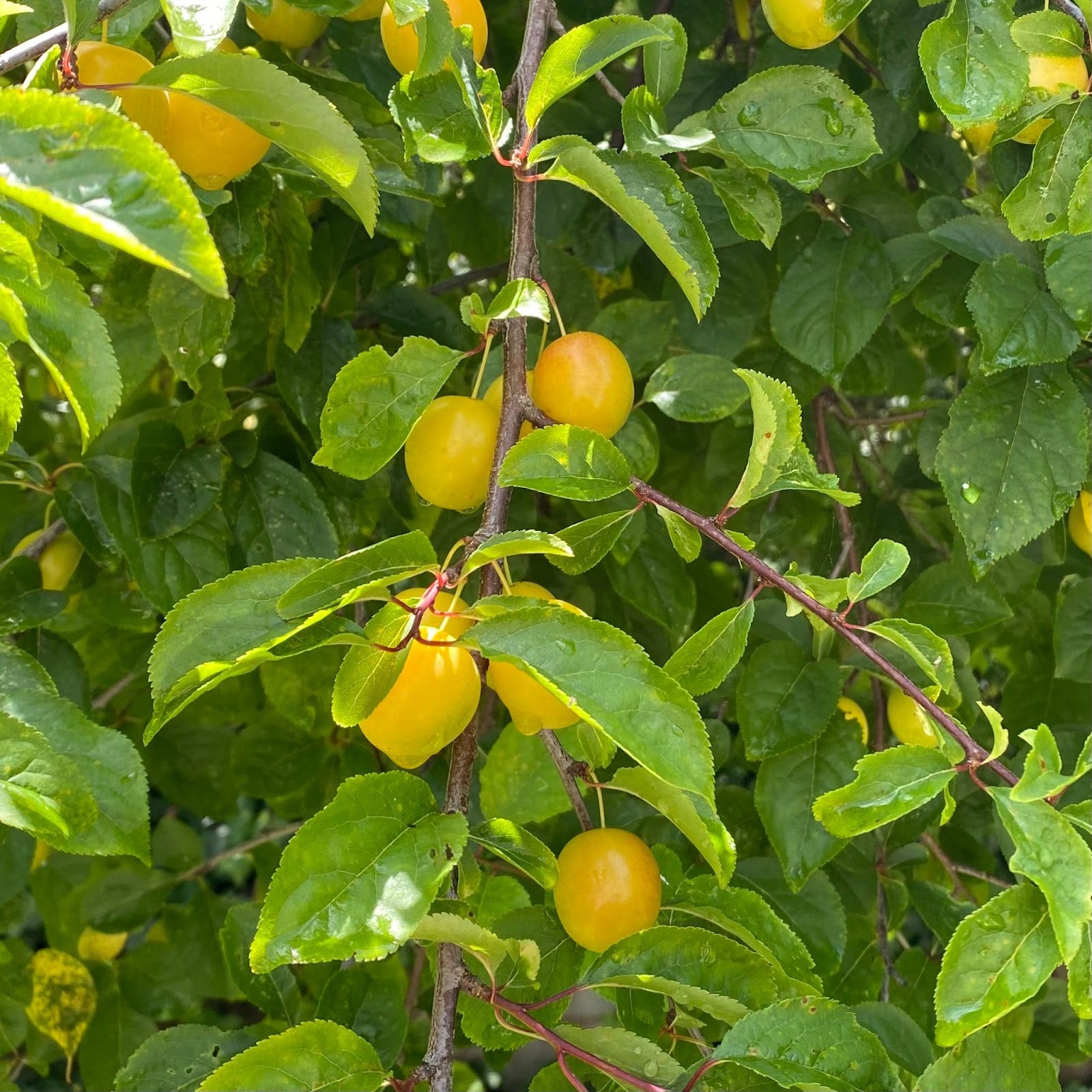 The Seedless Fruit Edition by Guest Contributor