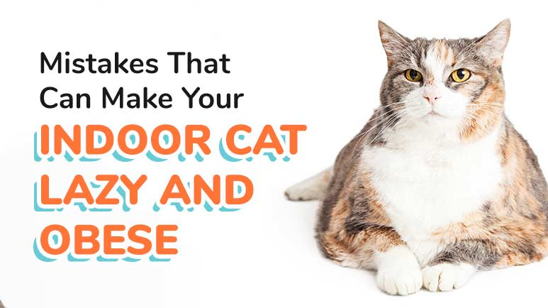 What is discount free feeding cats