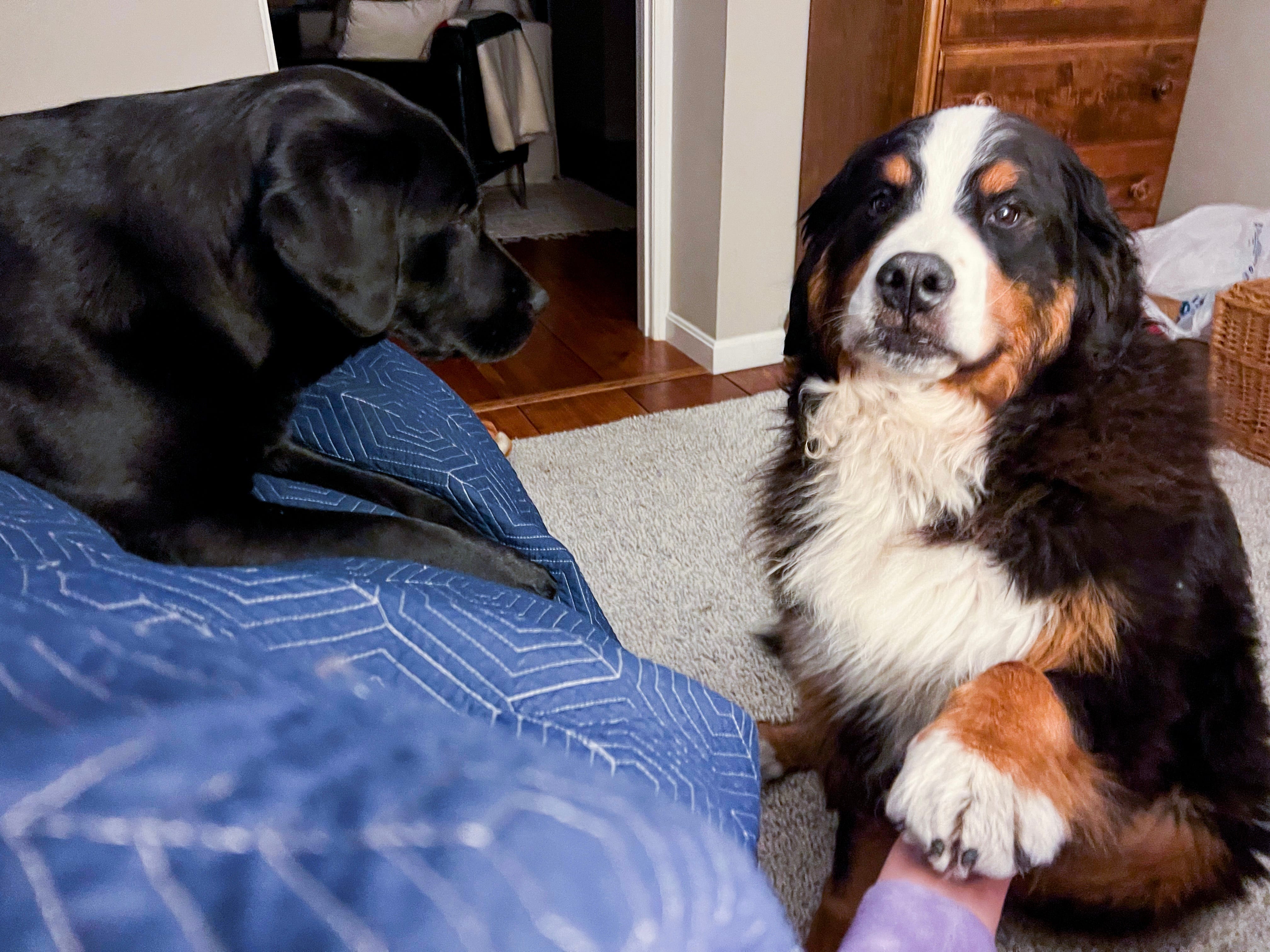 Dog watching places near me sales