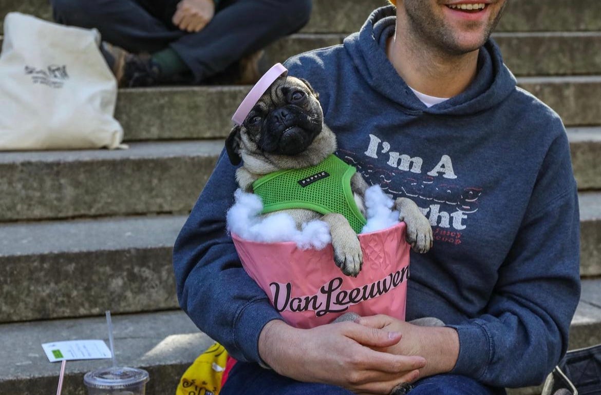 Top pooch deals