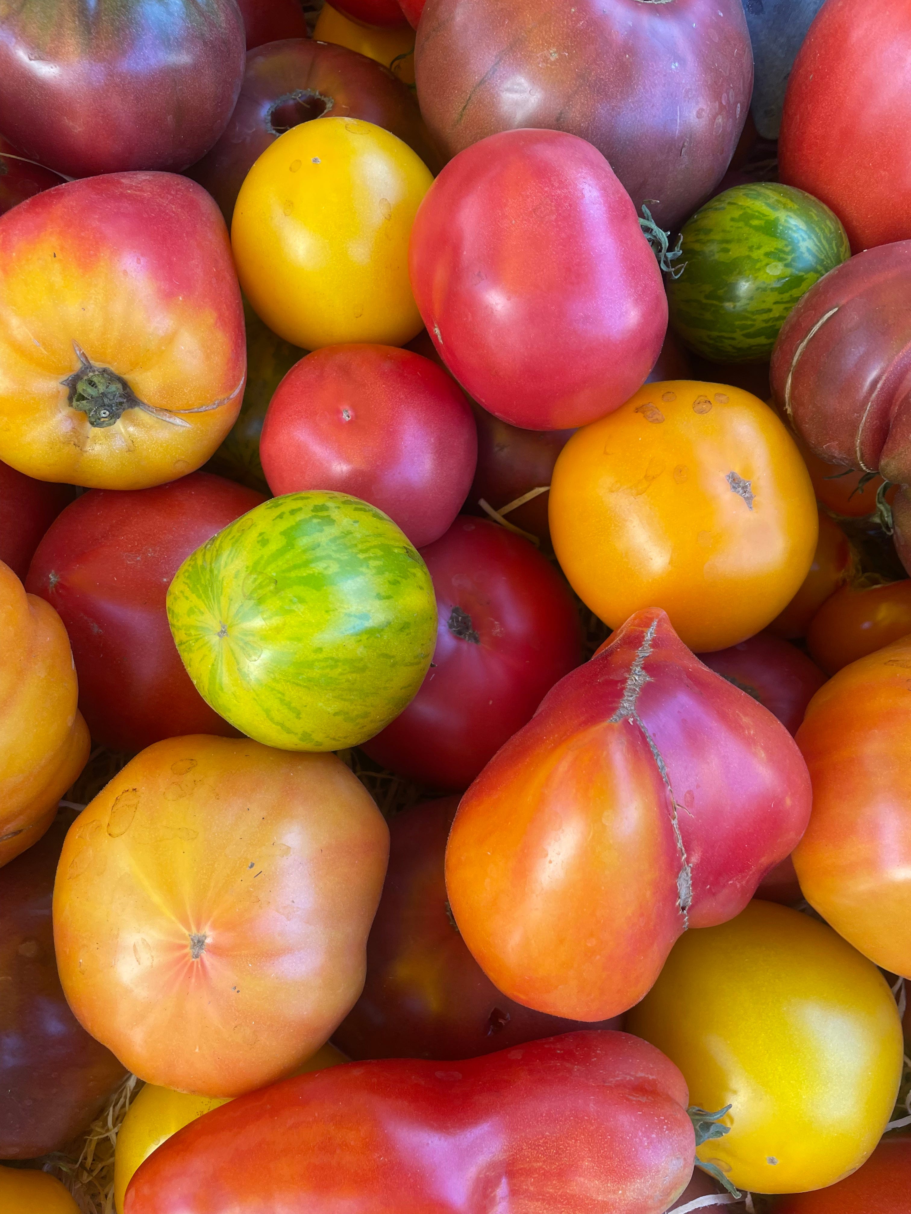 Pigeon poo, big tomatoes and sizzling heat - by Immy Smith