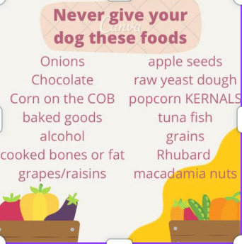 Foods not to give your dog store