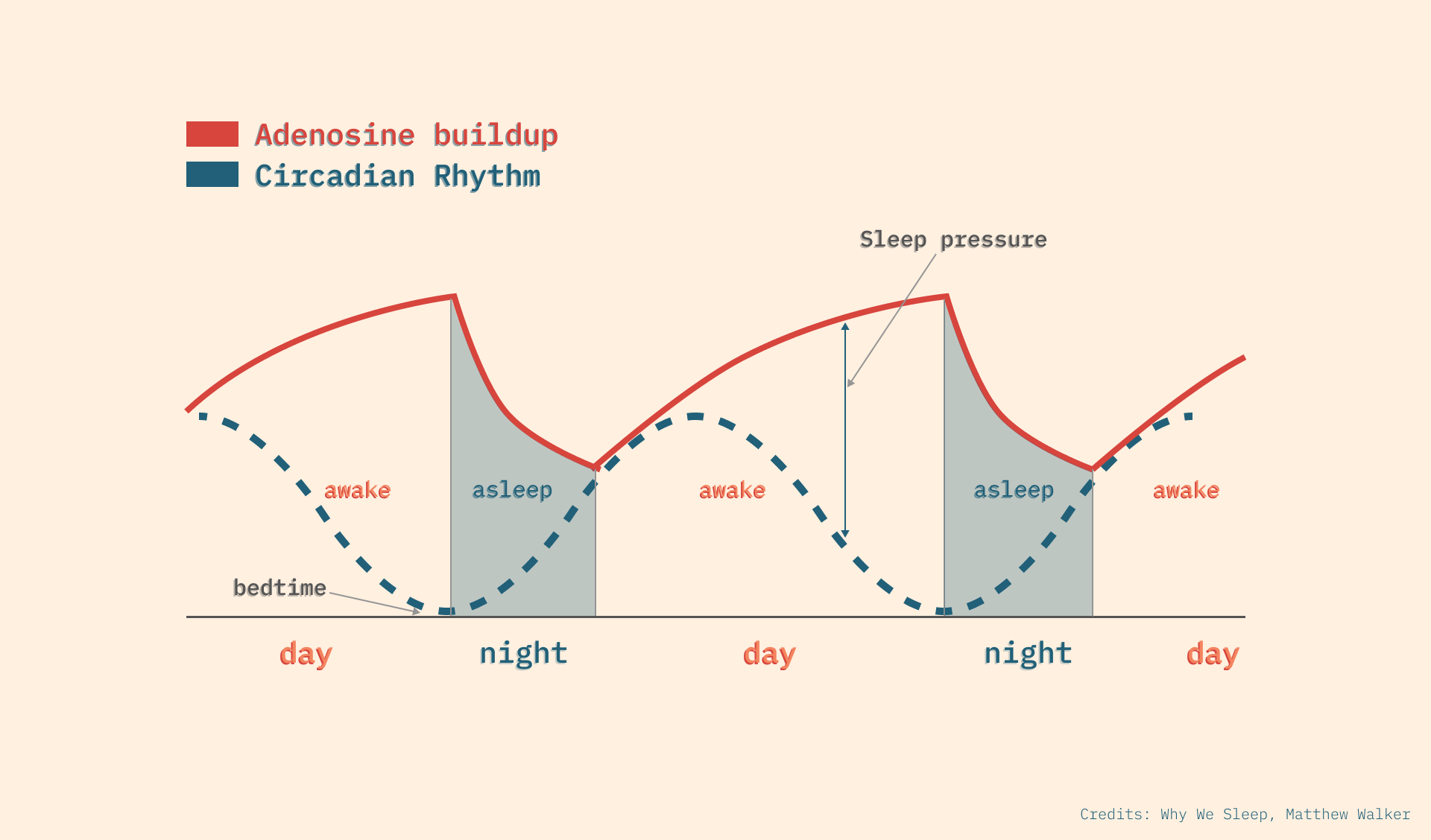 Sleep Explained Sleep explained in exactly 500 words - by Louis Pereira