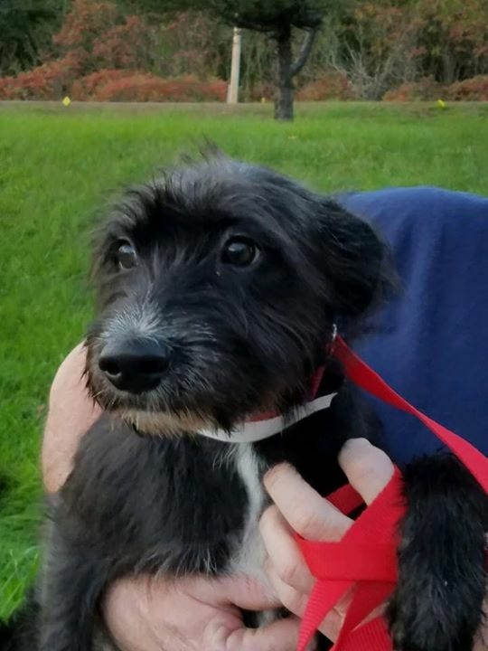 Millies wolfhound sales