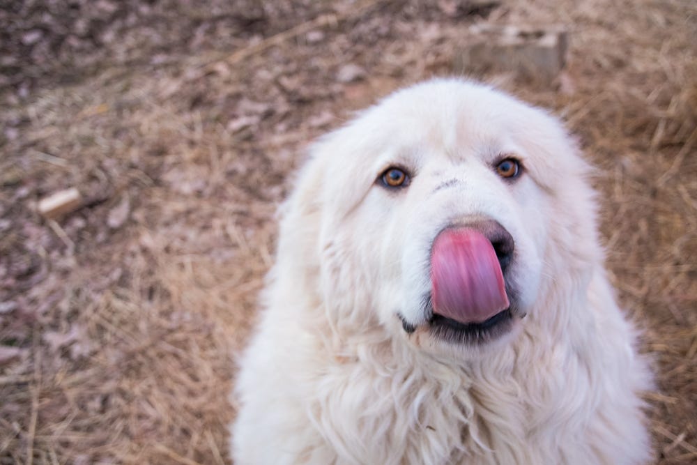 Great pyrenees containment 2025