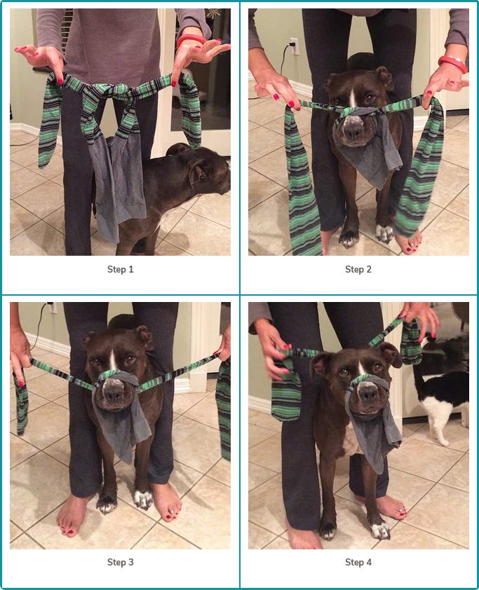Homemade muzzle online