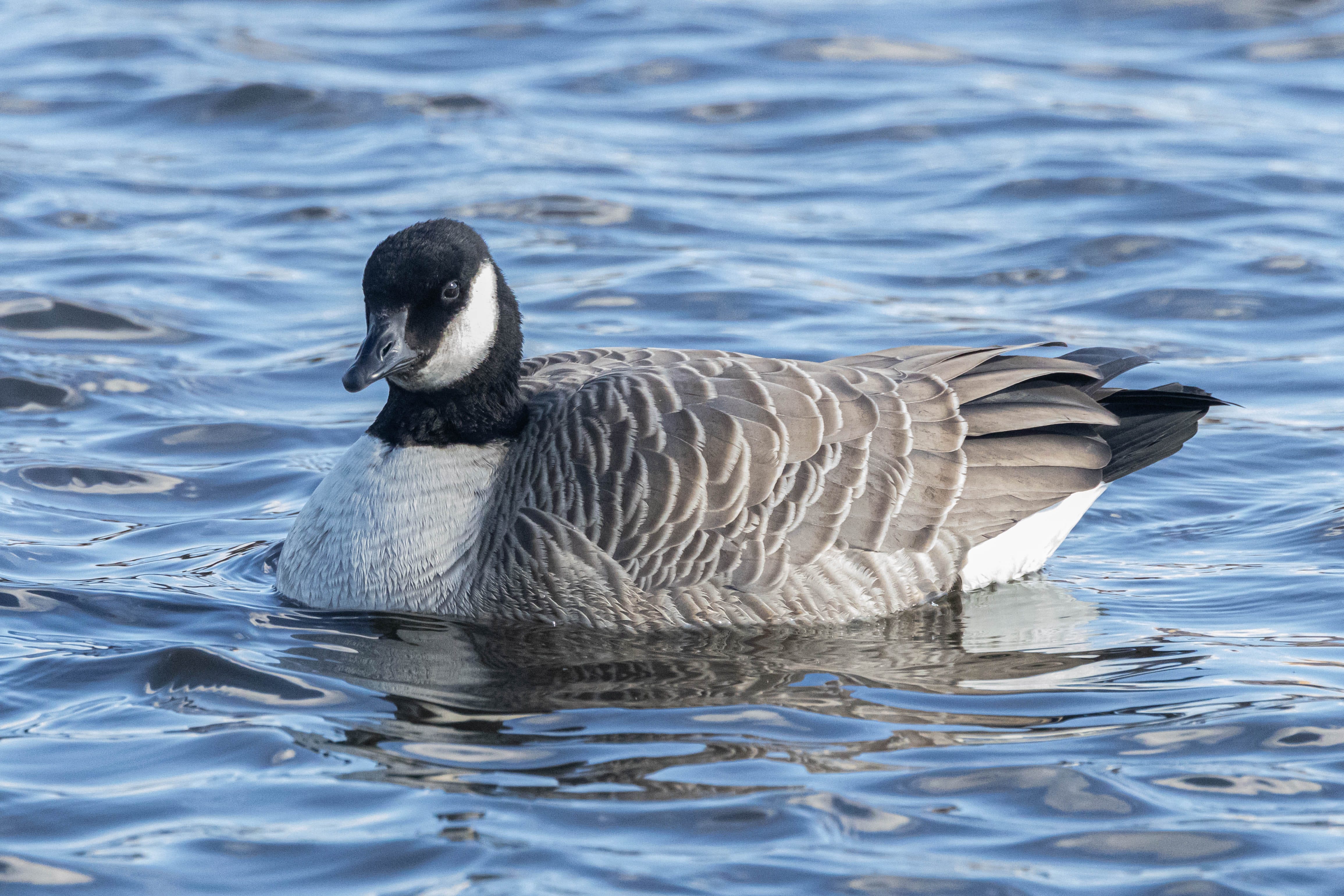 Canada goose best sale amazon new york