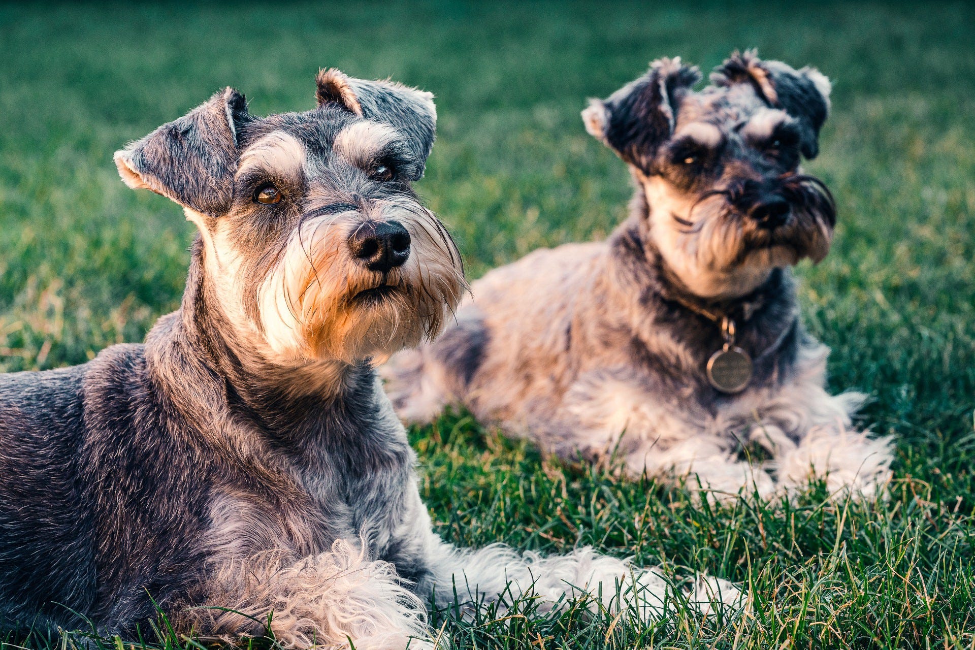 Schnauzer sales separation anxiety