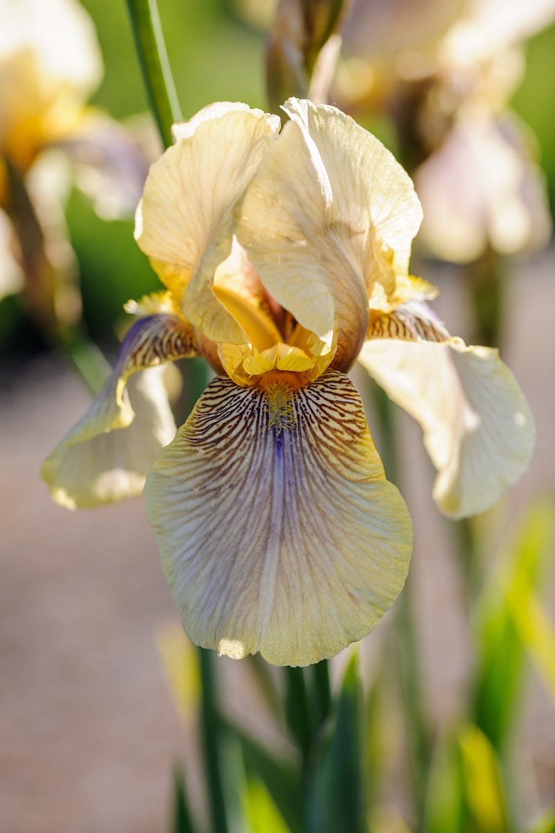 Benton irises by Lucy Bellamy Garden & House