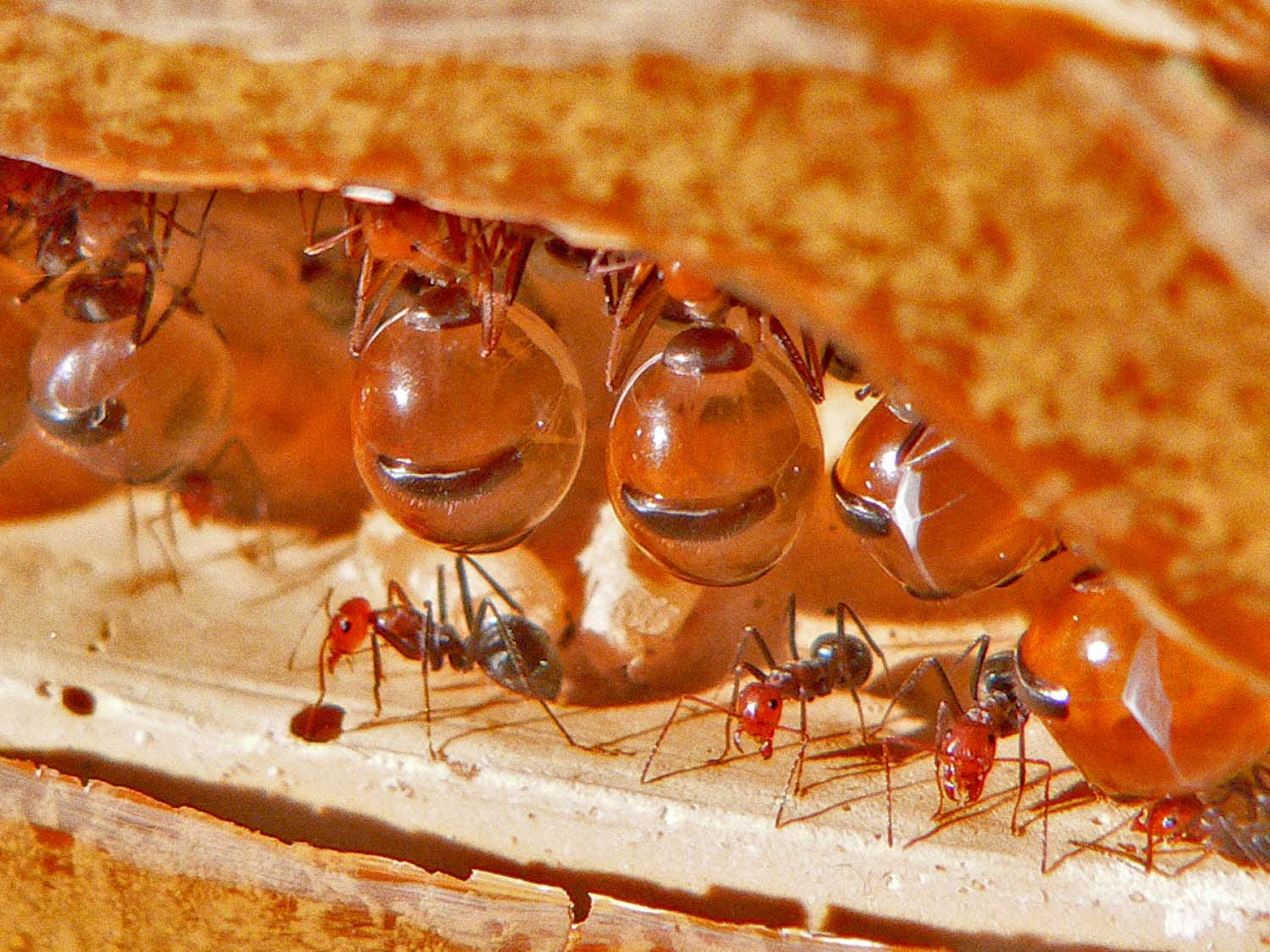 australian honey pot ant by Ryan Blakeley Ryan's Corner