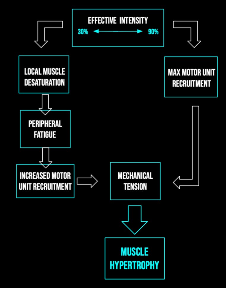 Hypertrophy Adaptation Mechanisms Training Guidelines