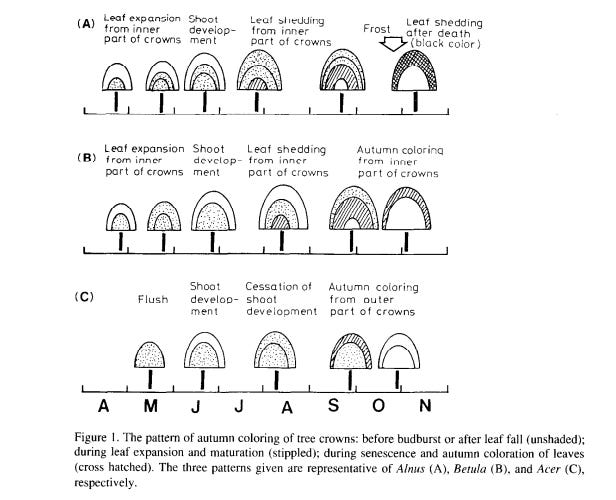 Why do trees change color from the top down?