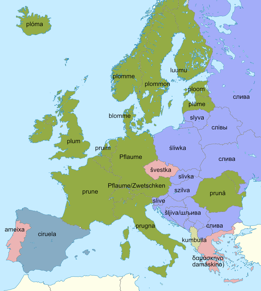 Ripe plums are falling by Alex Went Roots and Fruits