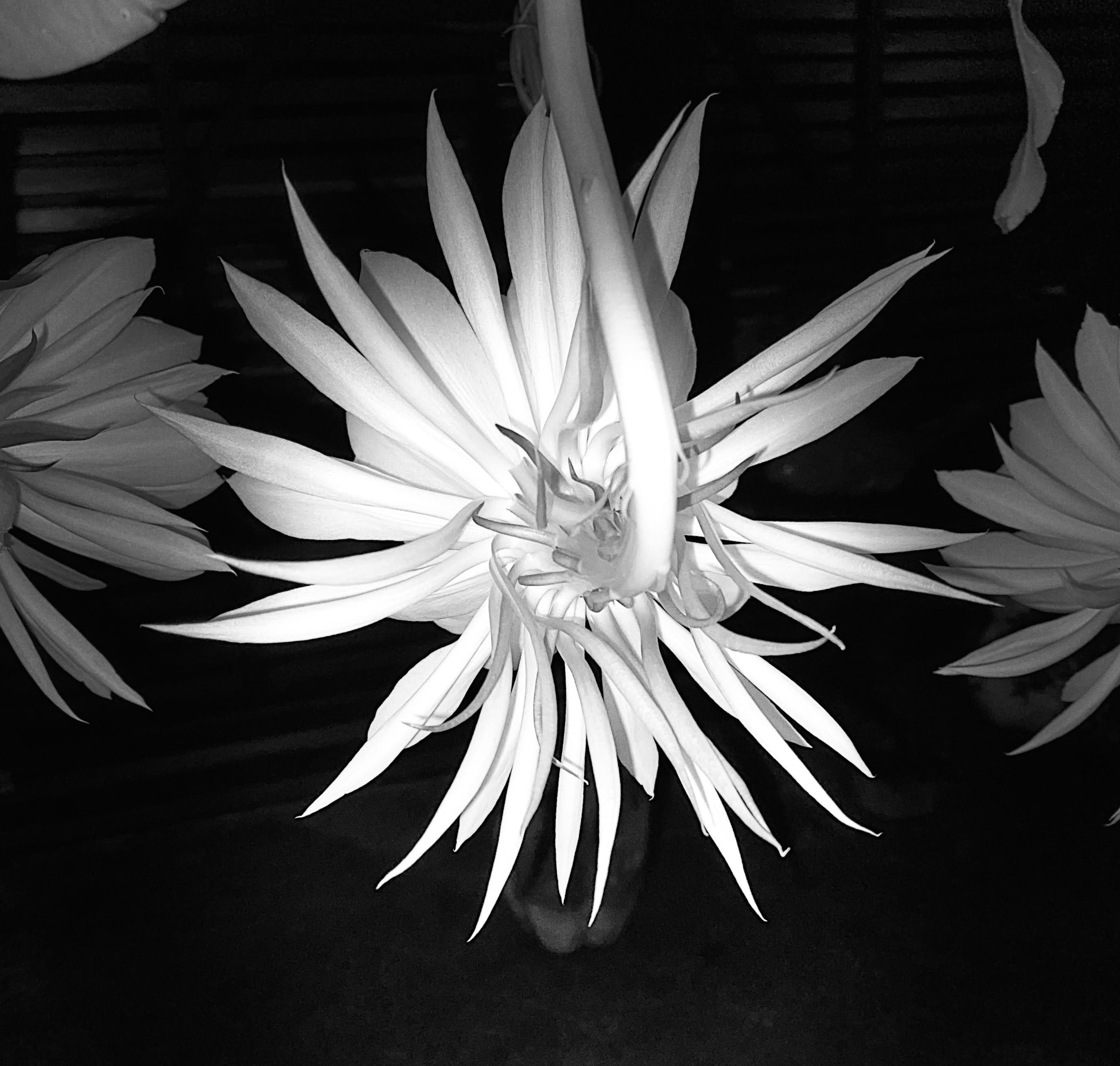 Issue 8 Bring to a boil, then simmer Dr. Manhattan Considers