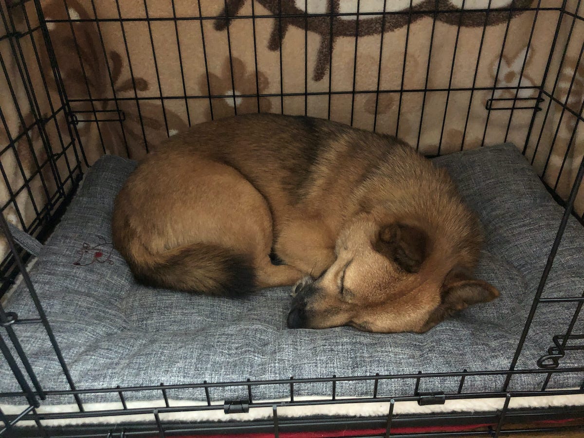 Best dog crate mat sale