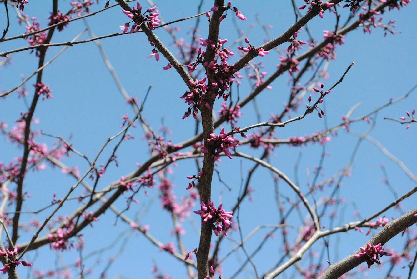 Where to Buy Native Plants by Lolly Jewett