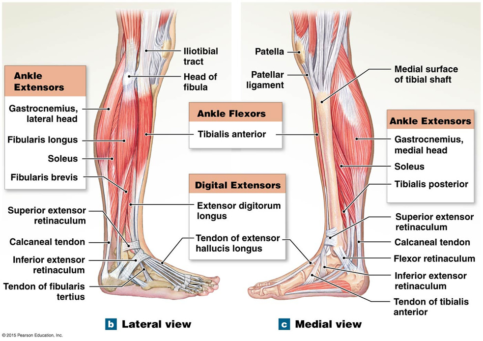 Comparing Muscle Activation Of Four Common Foot Ankle Exercises EMG comparing-muscle-activation-of-four-common-foot-ankle-exercises-emg
