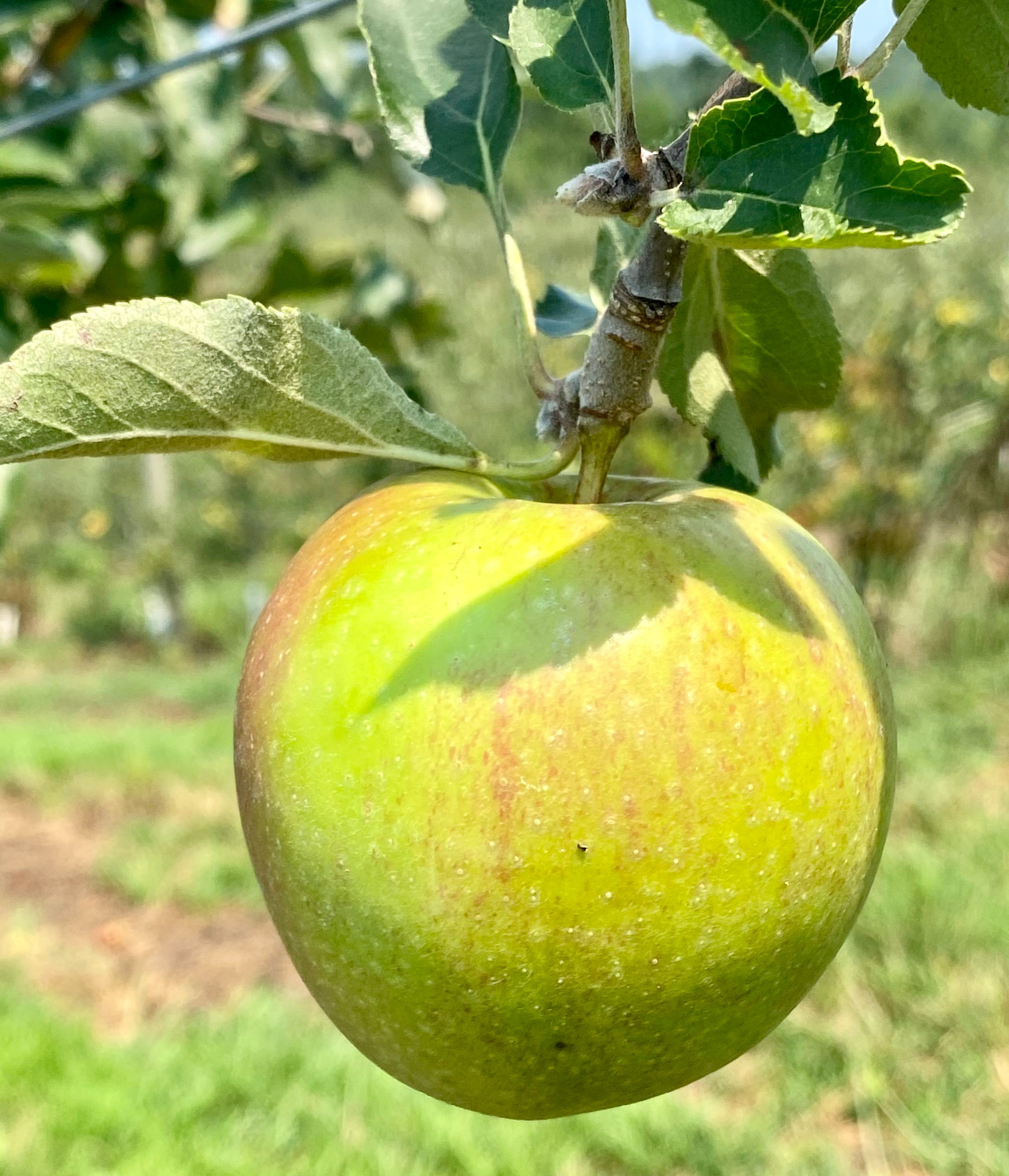 Can Apples Grow on Reclaimed Mine Land?