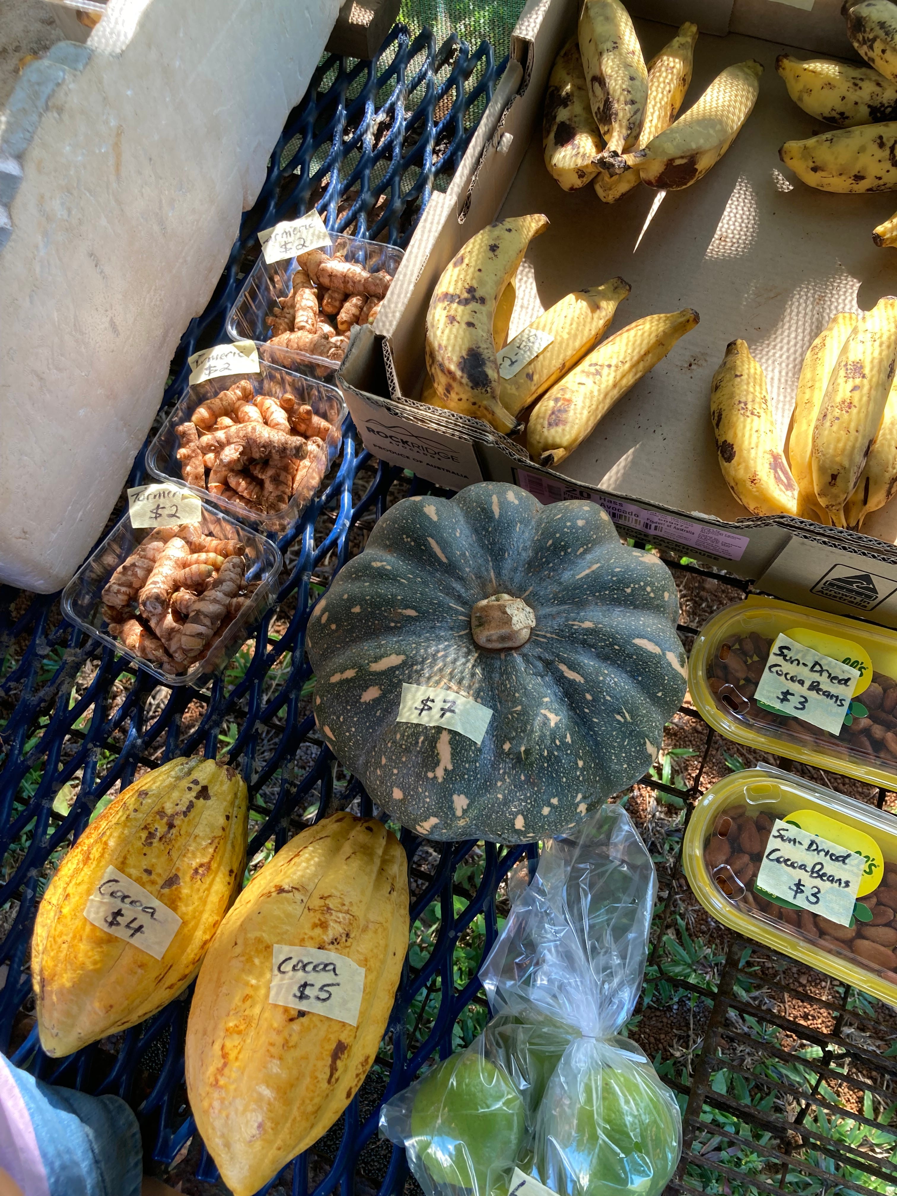 Issue 25 Visiting Cocoa Farms in Queensland, Australia (part 1)