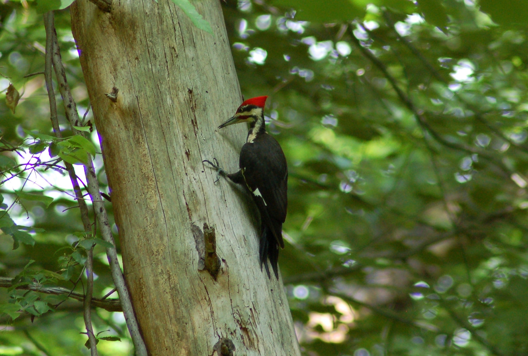 What Makes the Pileated Woodpecker "Pileated"?