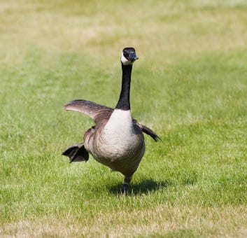 Canada goose shop amazon 40