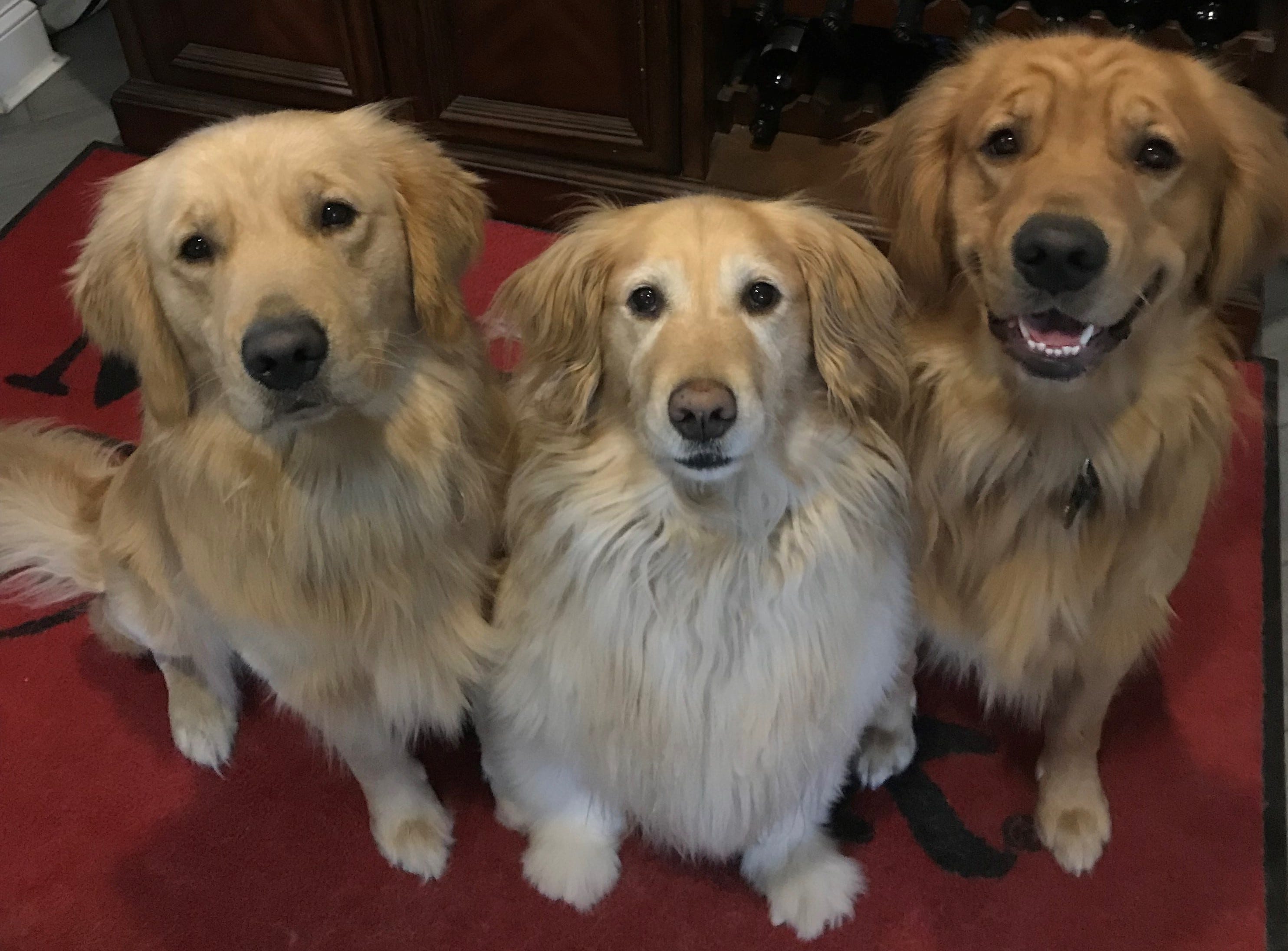 English cream 2025 golden retriever mix