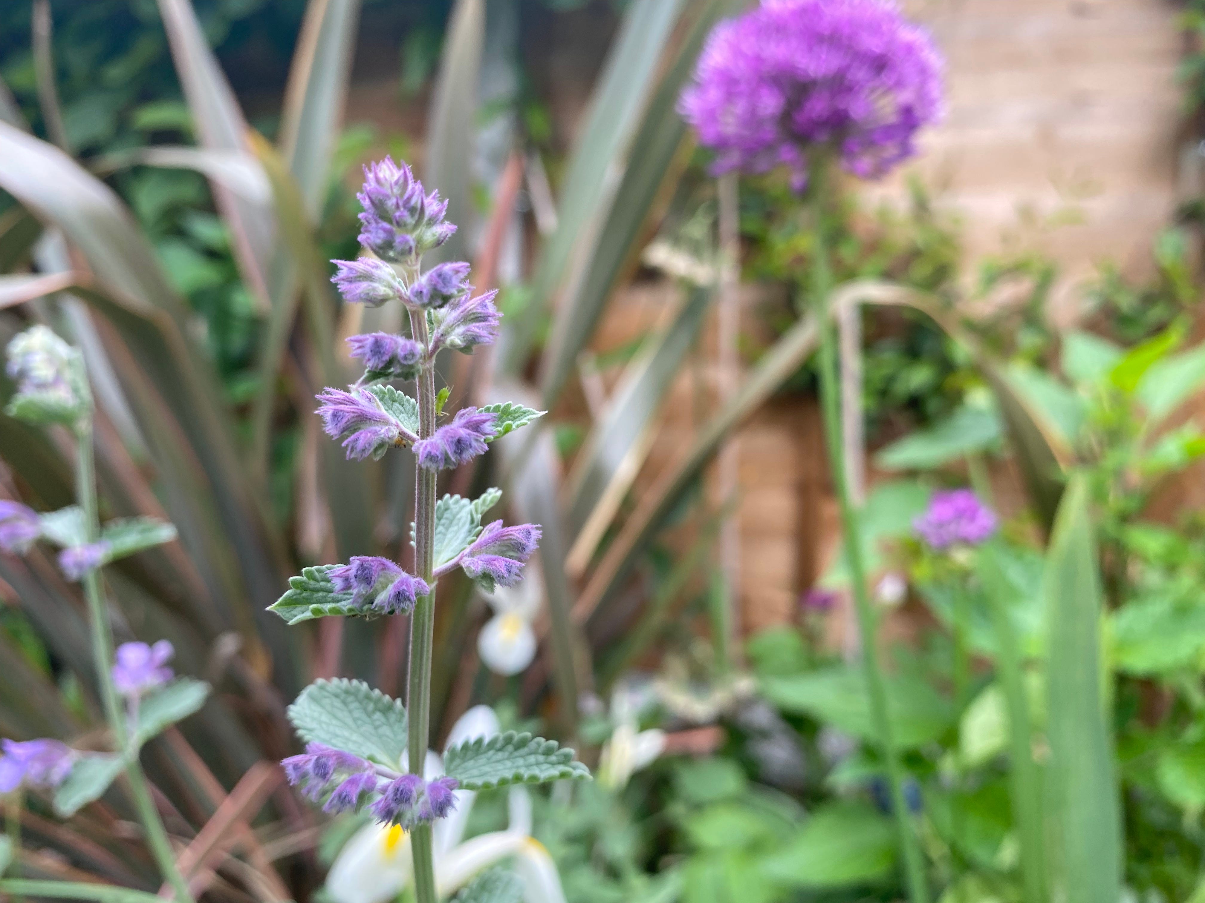 The best plant ID apps tested by Dan Masoliver