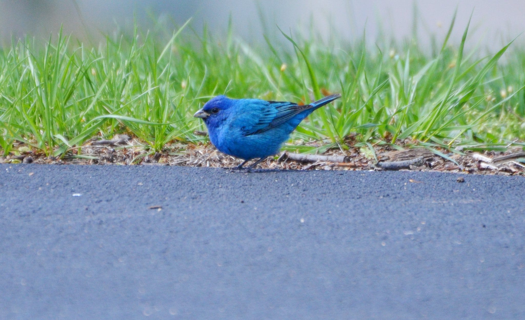 Bird of the Week Indigo Bunting by Jack Mirkinson