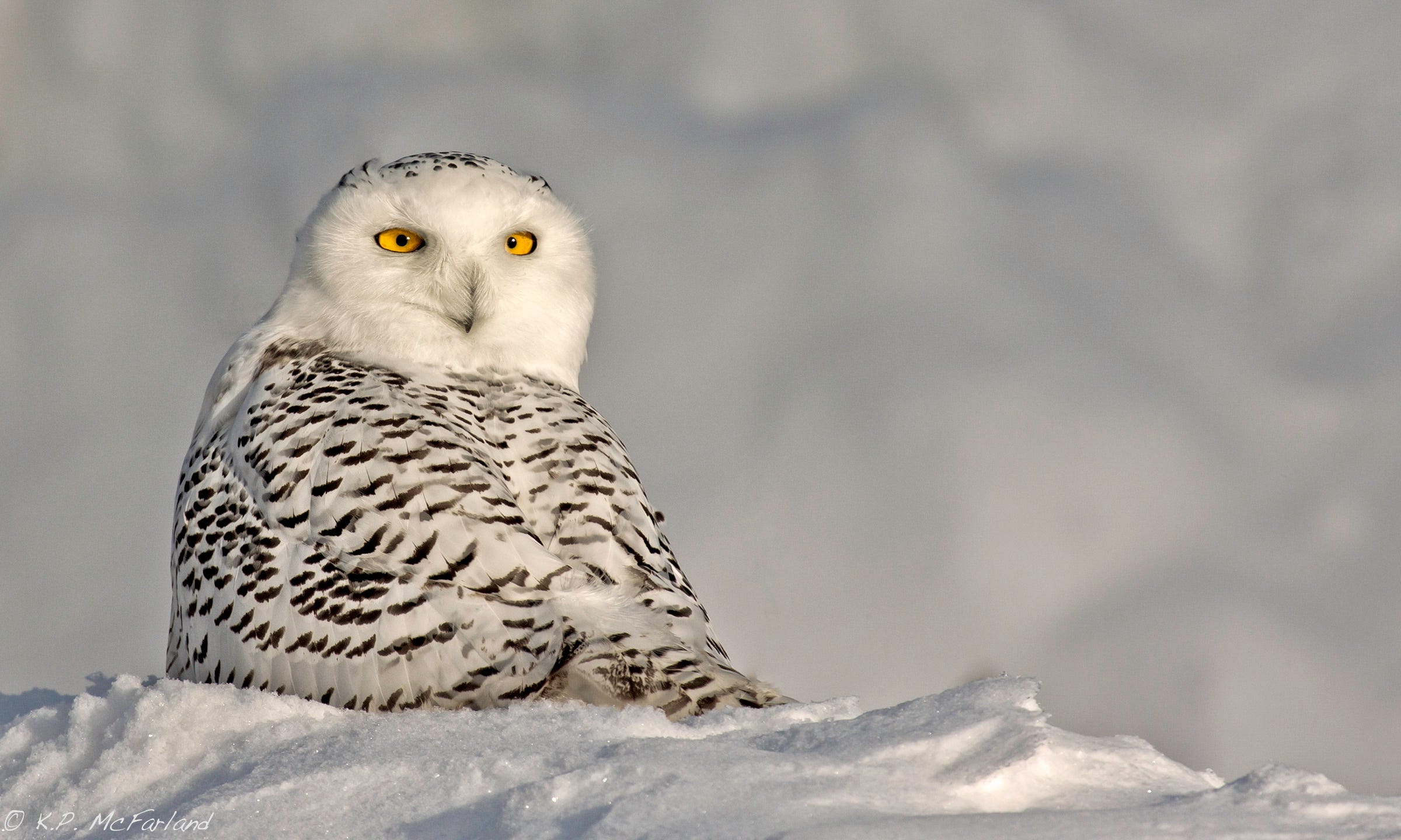 The Snowy Owls Are Coming For Us By Bryan Pfeiffer