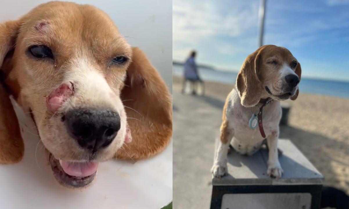 Dog needs a new home top