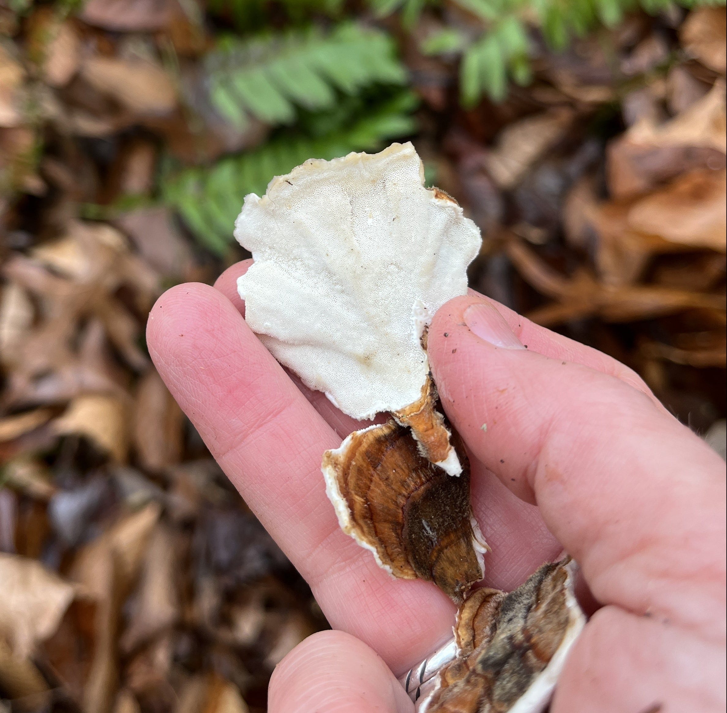 Turkey Tail Mushrooms A Common Mushroom with Surprising Benefits