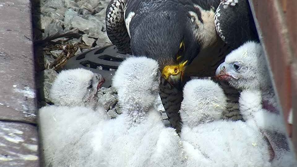 Peregrine 4 clearance