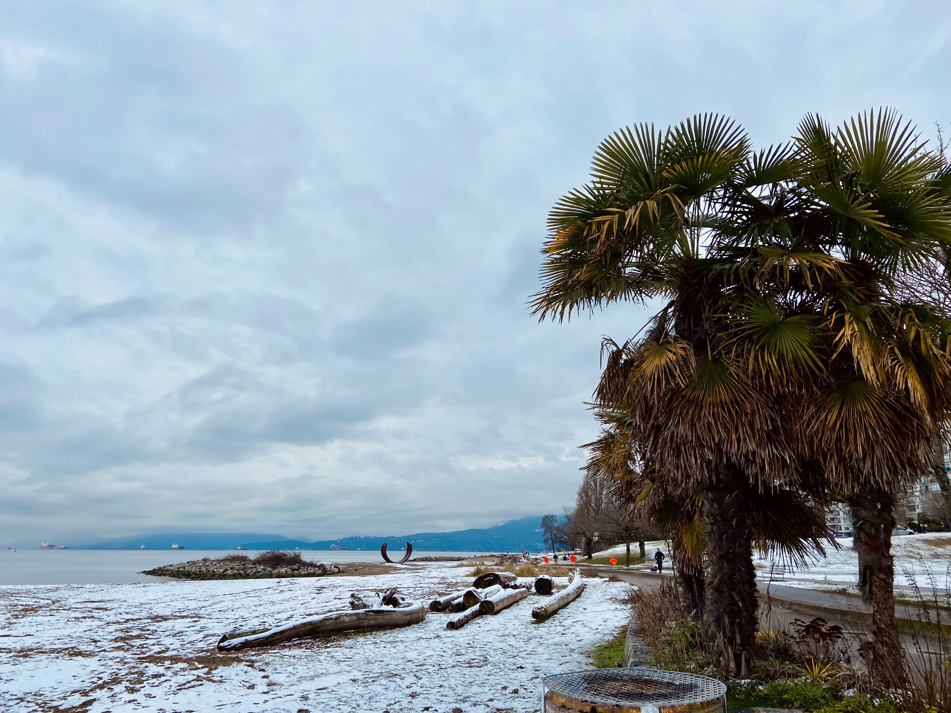 Palm trees in the snow full movie eng online sub
