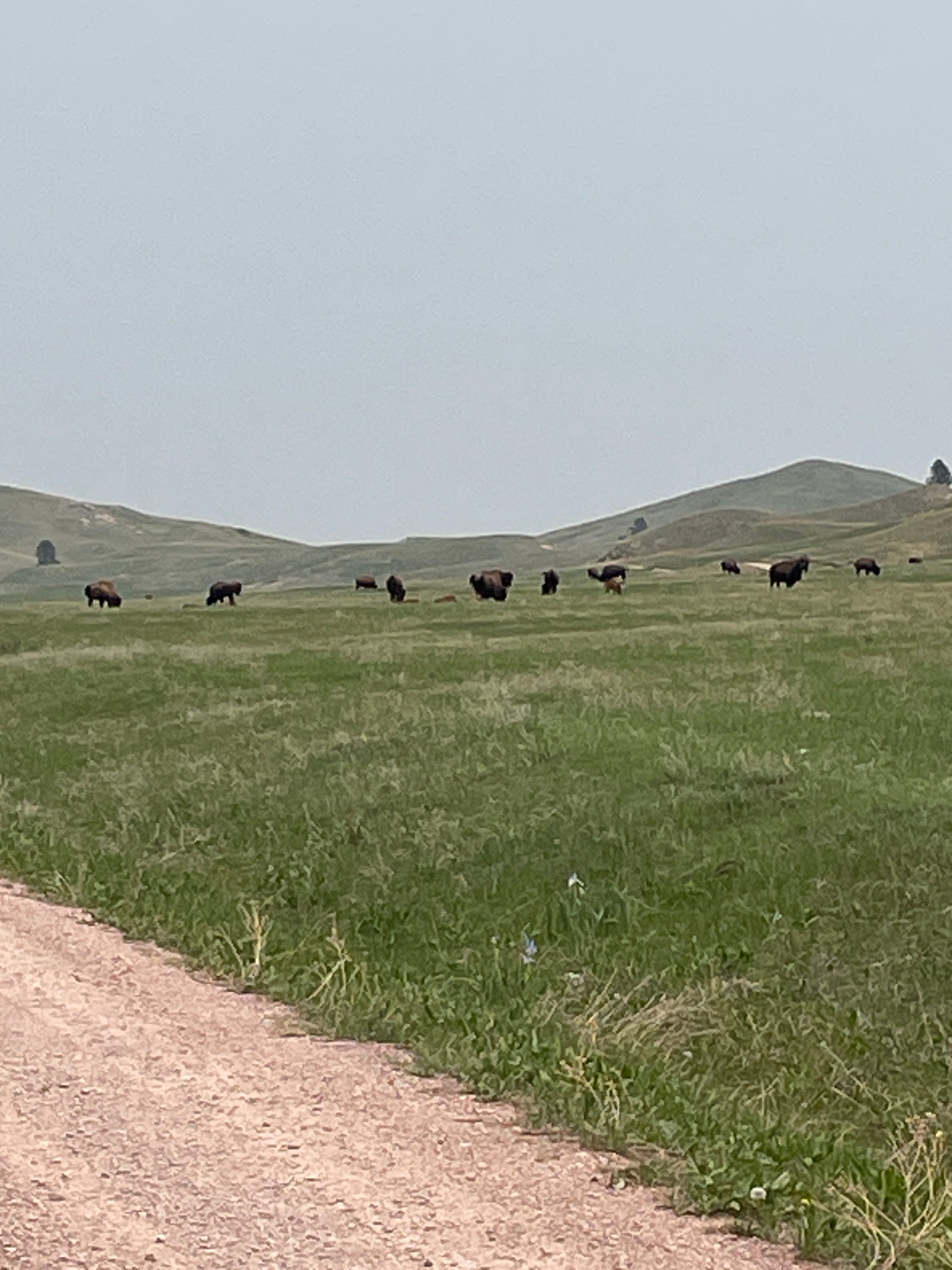 Hot Springs to State Game Lodge, Custer State Park