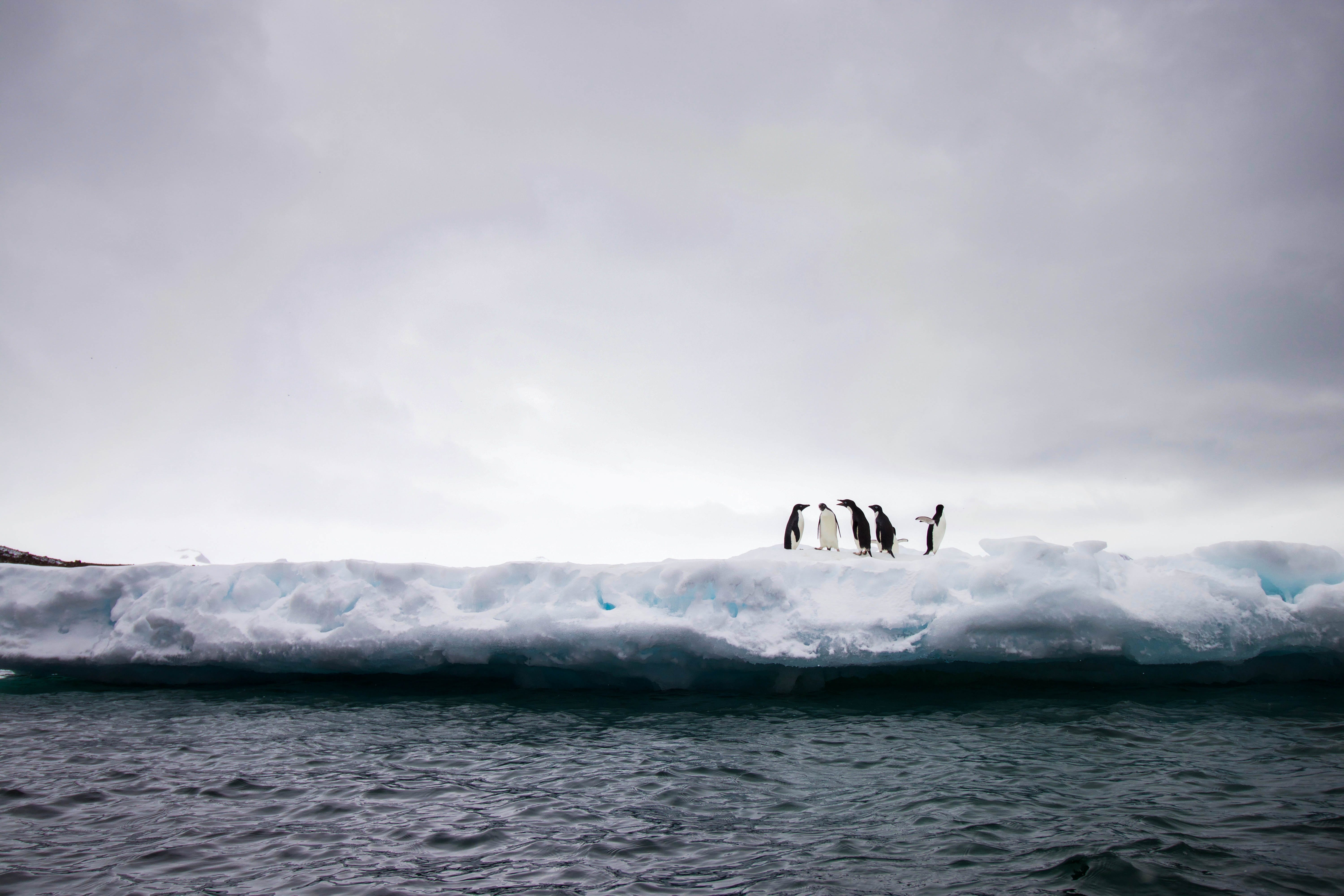 to It’s Not Us by Sara Eckel It