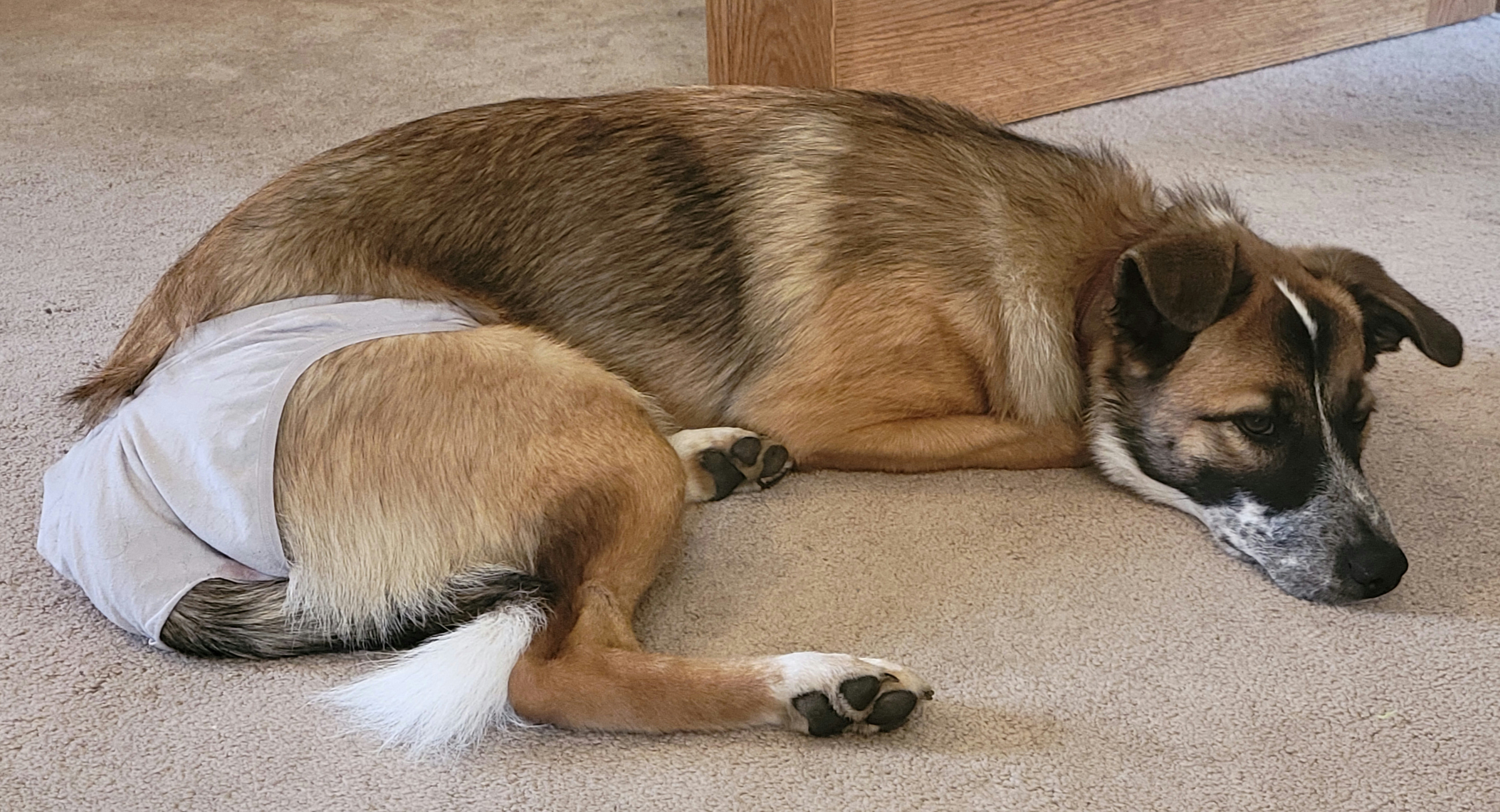 How to deal with a dog in heat sales