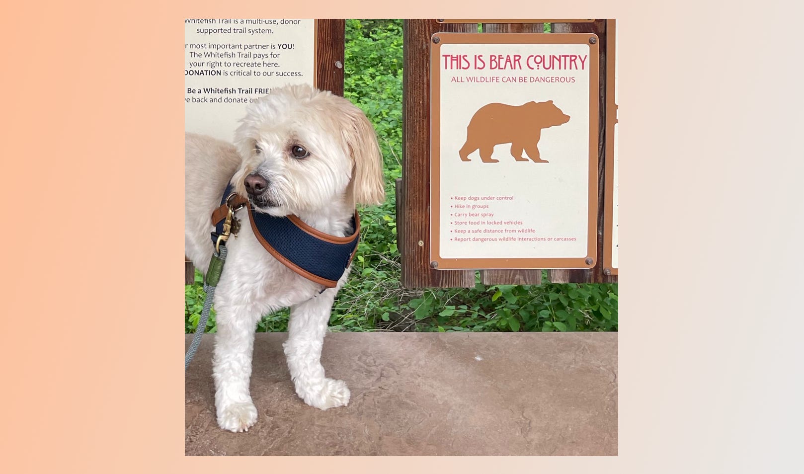 Bear spray sale on dogs