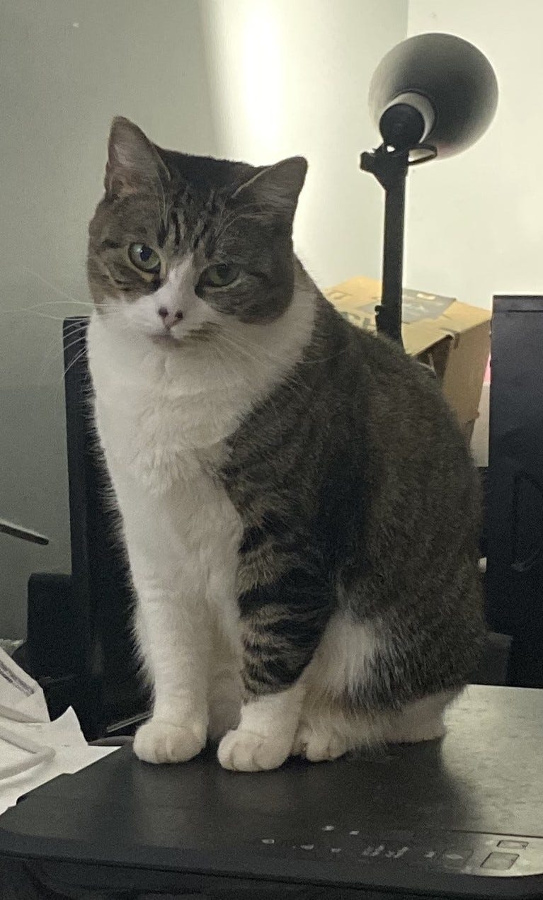 This Is The Meatloaf by DR Darke DR’s Substack