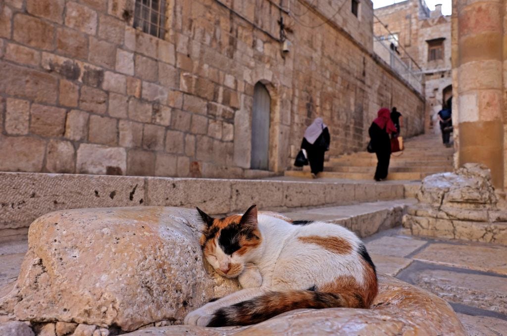 Things Worth Remembering: Seeing God in a Cat