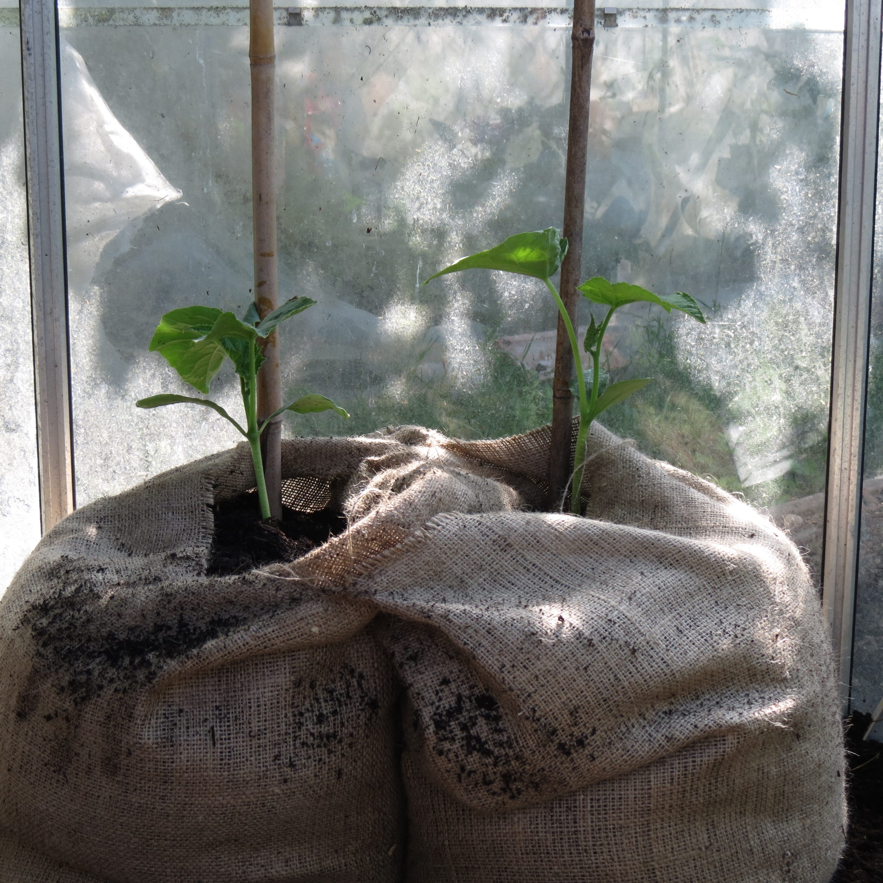 How to make hessian grow bags by Sally Nex Greenery