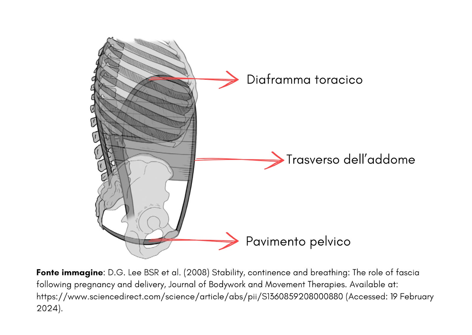 UpSpring Fascia Addominale, Panciera Snellente E Contenitiva, Post - 9
