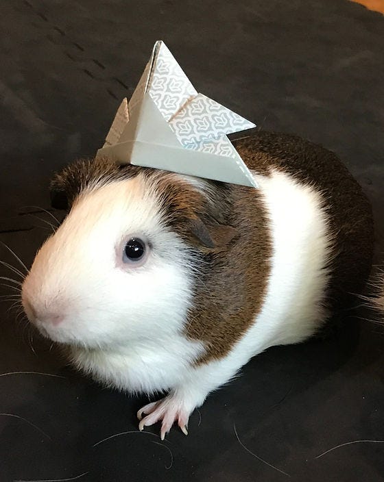 Pigloo guinea pig cheap