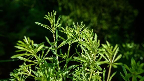 Cleaver Tree Cleaver: The Highly Medicinal Plant You Have Been Weeding Out Of YourGarden