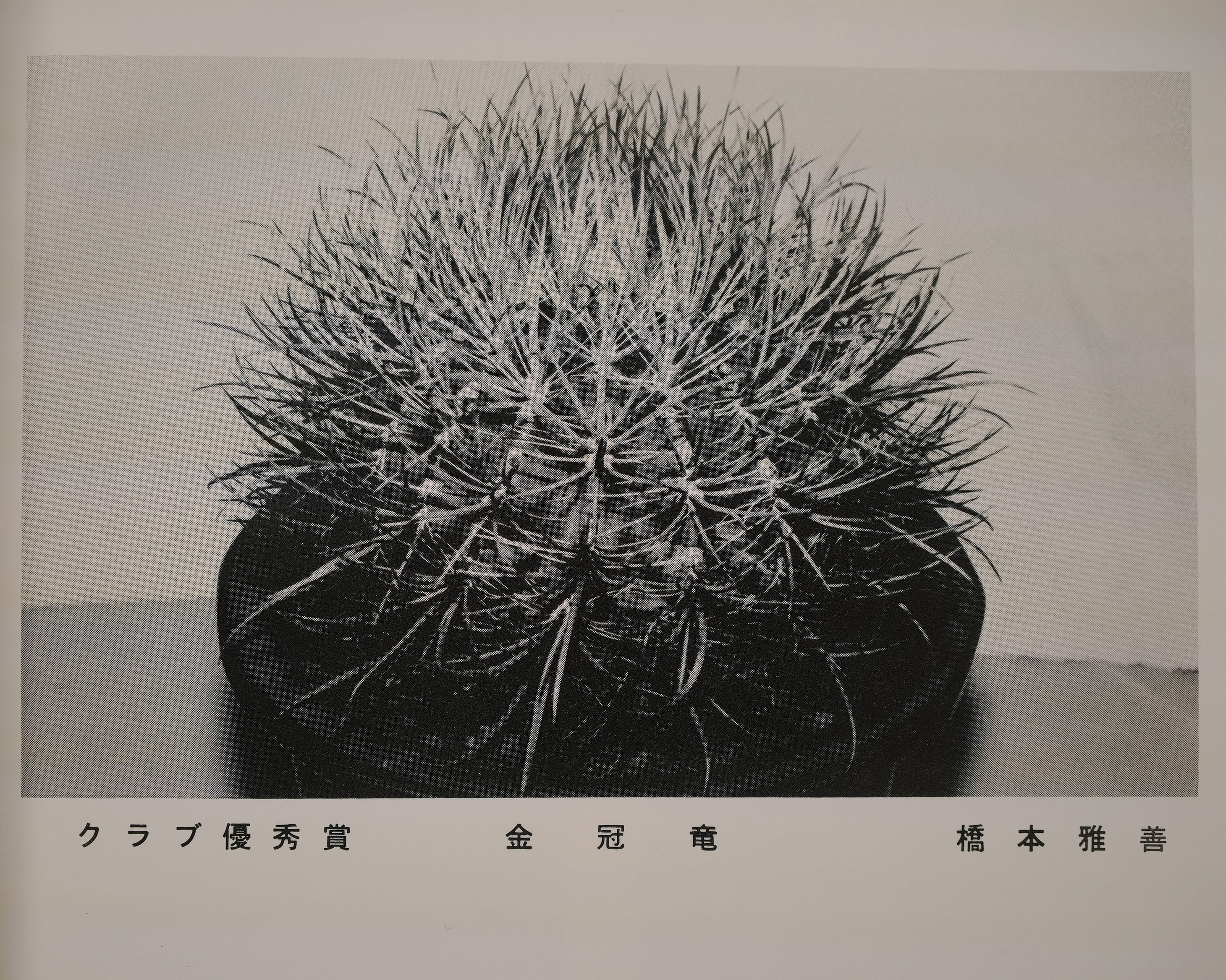 KYOTO CACTUS CLUB COLLECTION - by Cactus Store KYOTO CACTUS CLUB COLLECTION - by Cactus Store