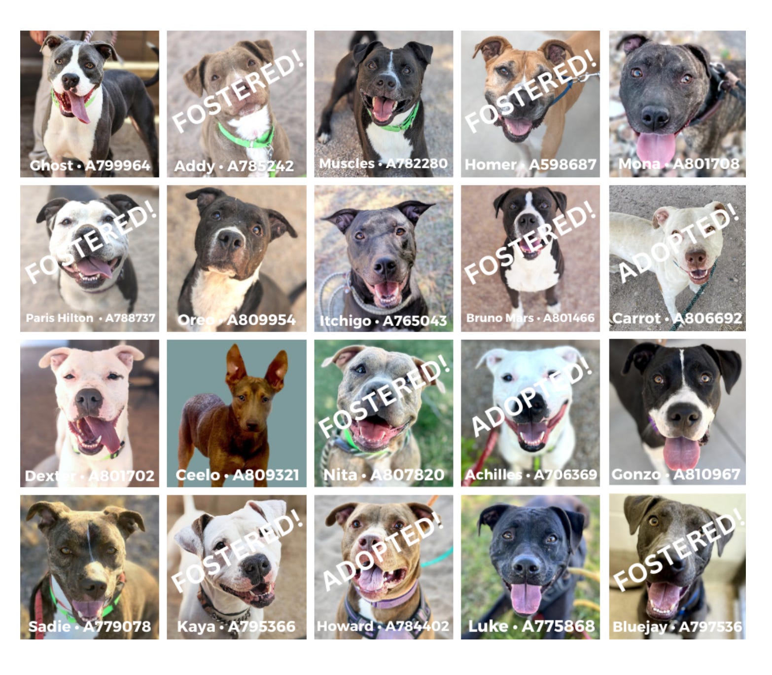 Most euthanized dog breeds list on sale
