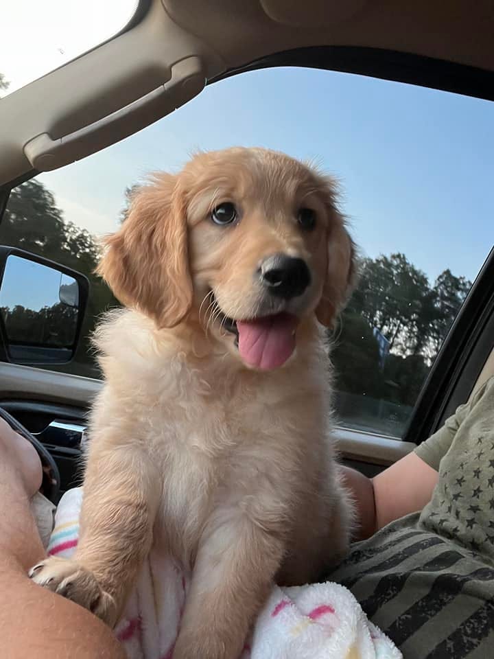 12 week best sale old golden retriever