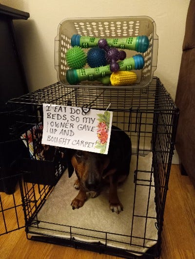 Dog tears up sales bed in crate