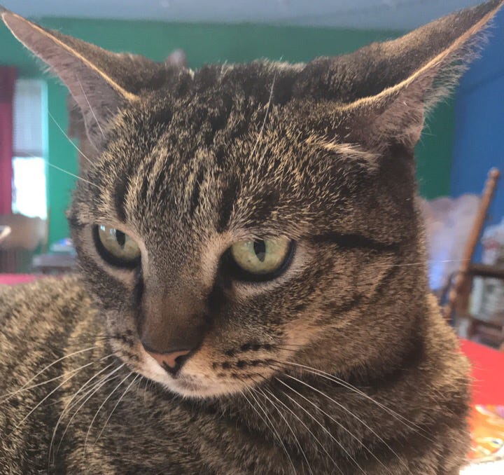 Mutt cat online