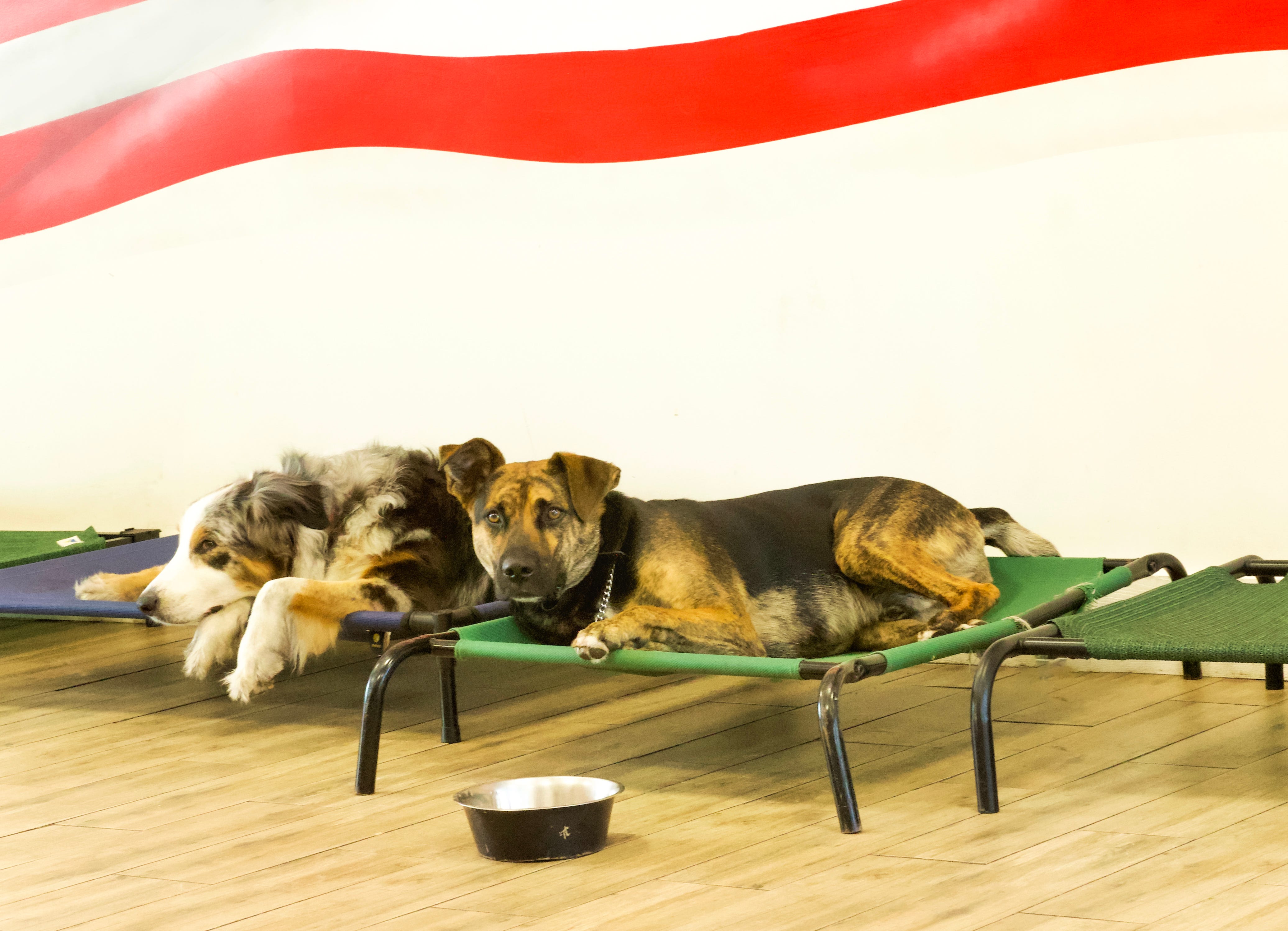 Healing Spaces: A Journey into Big Dog Ranch Rescue