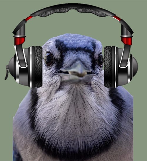 Blue jay online headphones